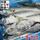 真さば ラウンド 冷凍 業務用 10kg(約16尾)【脂のあるノルウェー産】おいしい季節の鯖を冷凍しました!【冷凍便】