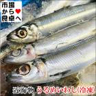 うるめいわし冷凍 ラウンド 5kg【未処理・頭・内臓あり】煮付け、塩焼、揚げ物、丸干しに【冷凍便】