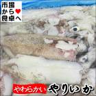 やりいか(小) 2kg【やわらかいイカ】煮付け・焼き物・アヒージョに【冷凍便】