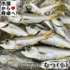 むつ 小(冷凍)5kg【相模湾小田原産】獲れたてを急速冷凍、から揚げ、南蛮漬け、丸干しに【冷凍便】
