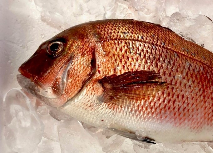 ���� �褭���� 2��(1����1.5kg) �ɿ��ѡ������� �� ���ĸ������¨��ȯ�� ���ޤ���λԾ� �衺���꡼�� �� ���ٽŻ롢��̣���㤤�ޤ� ����¢�ء�