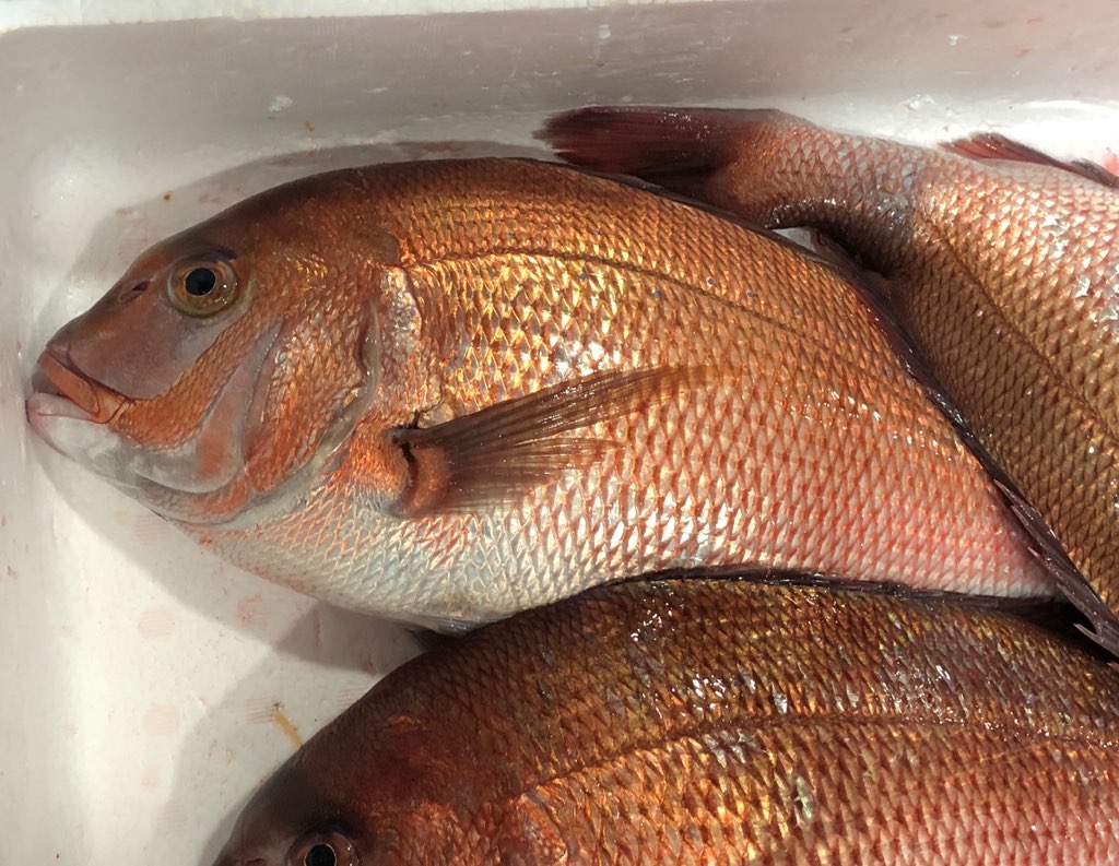 ���� �褭���� 2��(1����1.5kg) �ɿ��ѡ������� �� ���ĸ������¨��ȯ�� ���ޤ���λԾ� �衺���꡼�� �� ���ٽŻ롢��̣���㤤�ޤ� ����¢�ء�