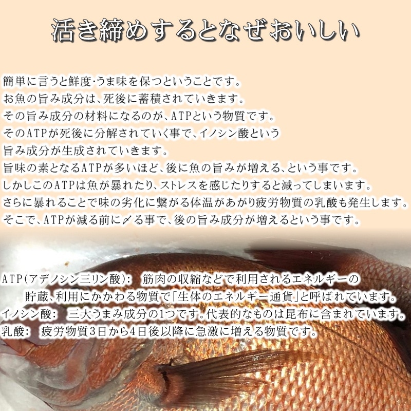 ���� �褭���� 2��(1����1.5kg) �ɿ��ѡ������� �� ���ĸ������¨��ȯ�� ���ޤ���λԾ� �衺���꡼�� �� ���ٽŻ롢��̣���㤤�ޤ� ����¢�ء�