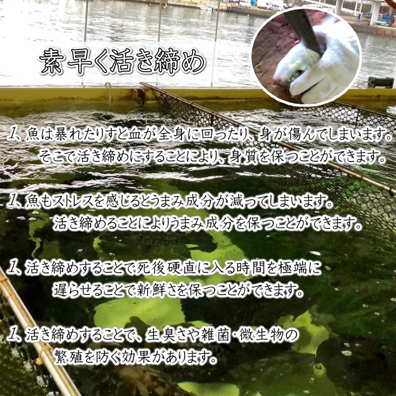 ���� �褭���� 2��(1����1.5kg) �ɿ��ѡ������� �� ���ĸ������¨��ȯ�� ���ޤ���λԾ� �衺���꡼�� �� ���ٽŻ롢��̣���㤤�ޤ� ����¢�ء�