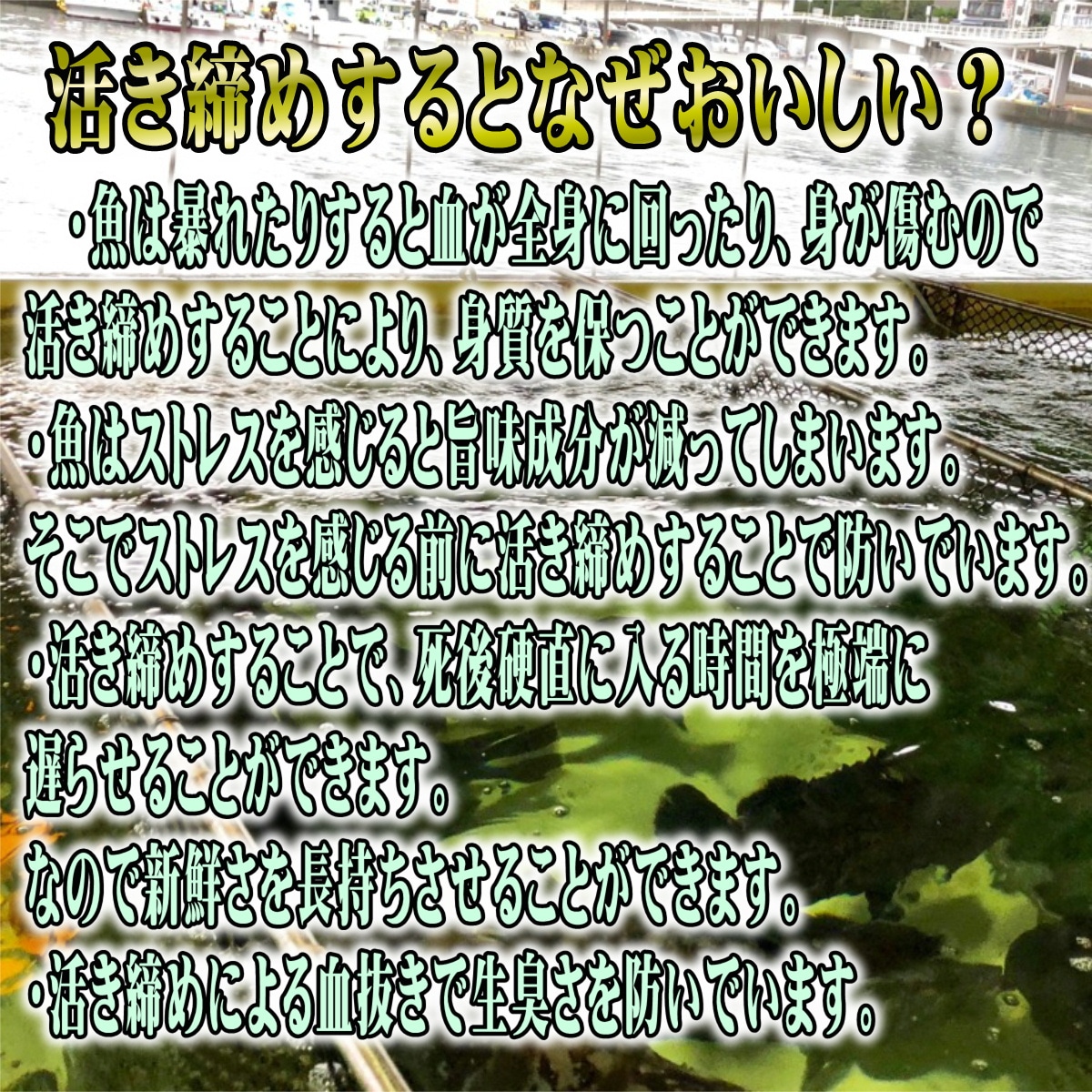 ���ޤ��� �褭���� ��1.2��� �ɿ��� ������ �� ���ĸ��� ��� ¨��ȯ�� / ���ޤ���λԾ졦�衺���꡼�� �� ���ٽŻ롢��̣���㤤�ޤ� ����¢�ء�