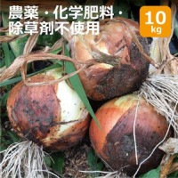 【大阪府茨木産】農薬・化学肥料・除草剤不使用　玉ねぎ10kg ※送料無料（一部地域を除く）【健康サポート農園】循環農法 畜産堆肥不使用|産直新鮮野菜|無農薬・有機栽培食材