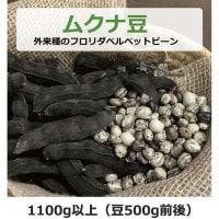 さや付き ムクナ豆（外来種のフロリダベルベットビーン） 1100g以上 （豆500g前後） 【健康サポート農園】|豆・ごま類|自然食品・厳選食品