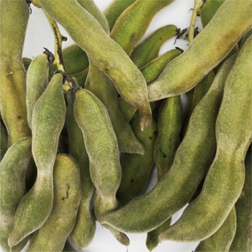 生 ムクナ豆 （日本の古来種の八升豆） （200g） （ハッショウマメ） 【健康サポート農園】