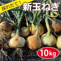 農薬・化学肥料・除草剤不使用 玉ねぎ （10kg） サイズ混合 採れたて 直送 極早生 早採れ 新玉葱 新たまねぎ たまねぎ 玉ネギ 玉ねぎ 大阪産 【健康サポート農園】|無農薬・有機栽培食材