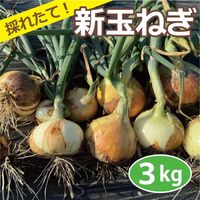 農薬・化学肥料・除草剤不使用 玉ねぎ （3kg） サイズ混合 採れたて 直送 極早生 早採れ 新玉葱 新たまねぎ たまねぎ 玉ネギ 玉ねぎ 大阪産【健康サポート農園】|産直新鮮野菜|無農薬・有機栽培食