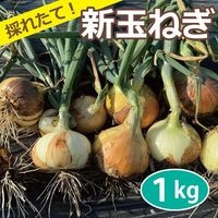 農薬・化学肥料・除草剤不使用 玉ねぎ（1kg） サイズ混合 採れたて 直送 極早生 早採れ 新玉葱 新たまねぎ たまねぎ 玉ネギ 玉ねぎ 甘い玉ねぎ 大阪産【健康サポート農園】|産直新鮮野菜|無農薬・