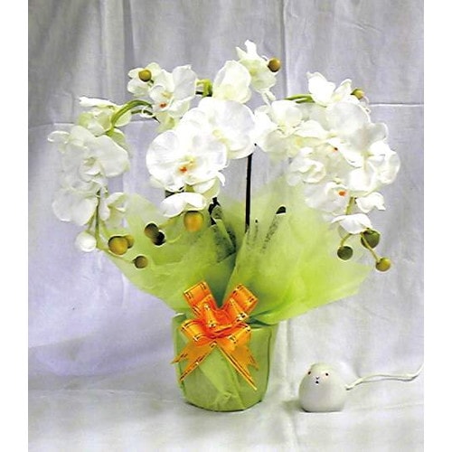 【メーカー直送品】【期限特価】　蘭とうさぎ　（ホワイト）　※代引・同梱・キャンセル不可