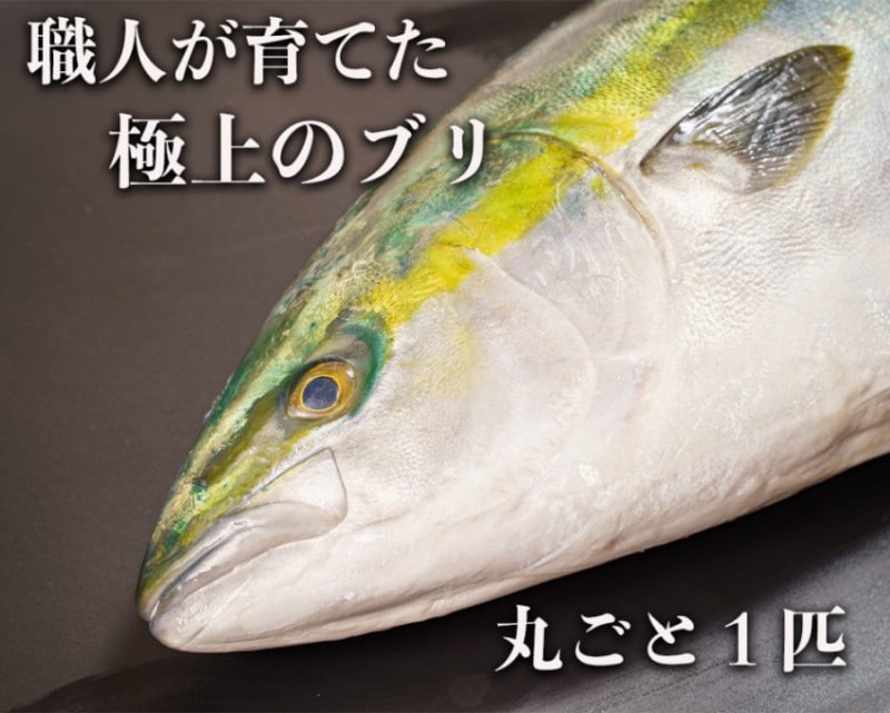 「勇ぶり」鹿児島の極上ぶり　丸ごと1匹【獲れたてを産地直送いたします】