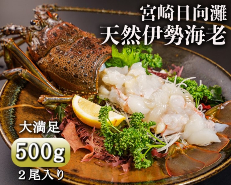 日向灘の絶品お刺身伊勢海老(500g入り)