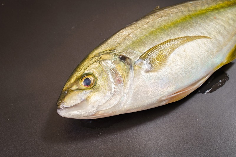 「勇しまあじ」500g【鹿児島の極上しまあじ】