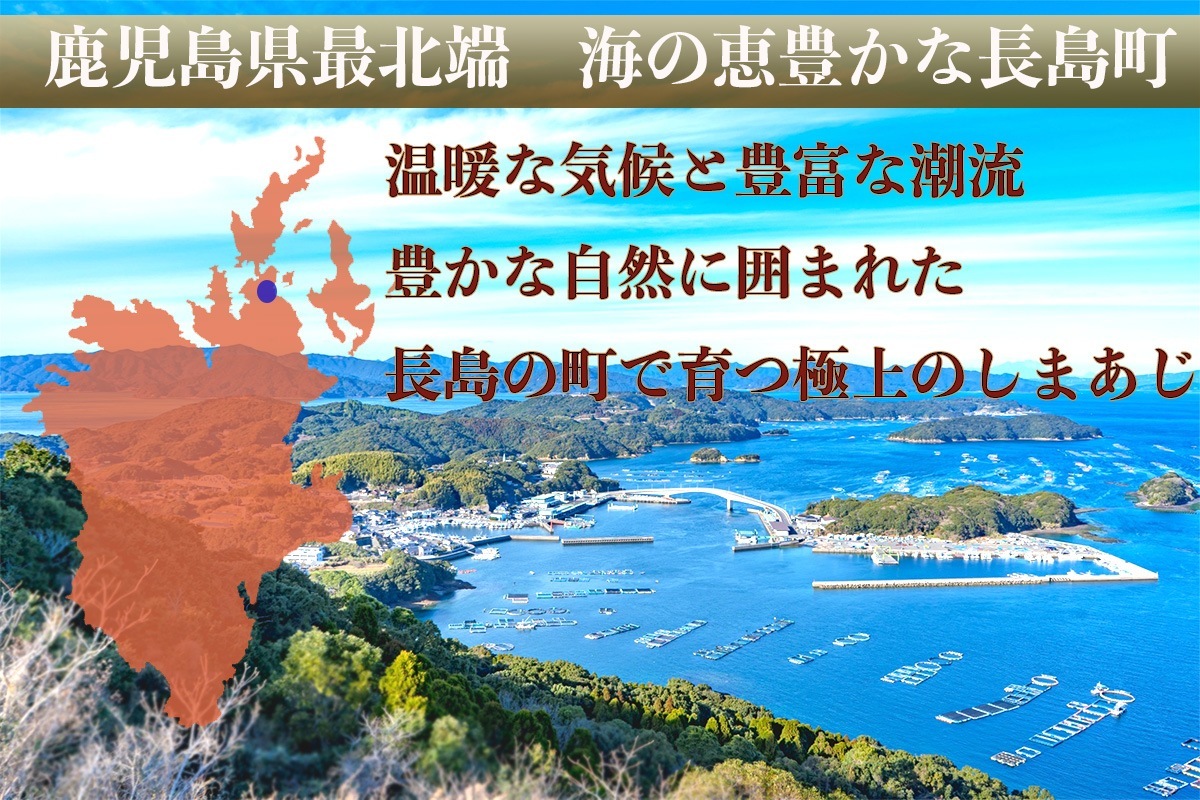 「勇しまあじ」500g【鹿児島の極上しまあじ】