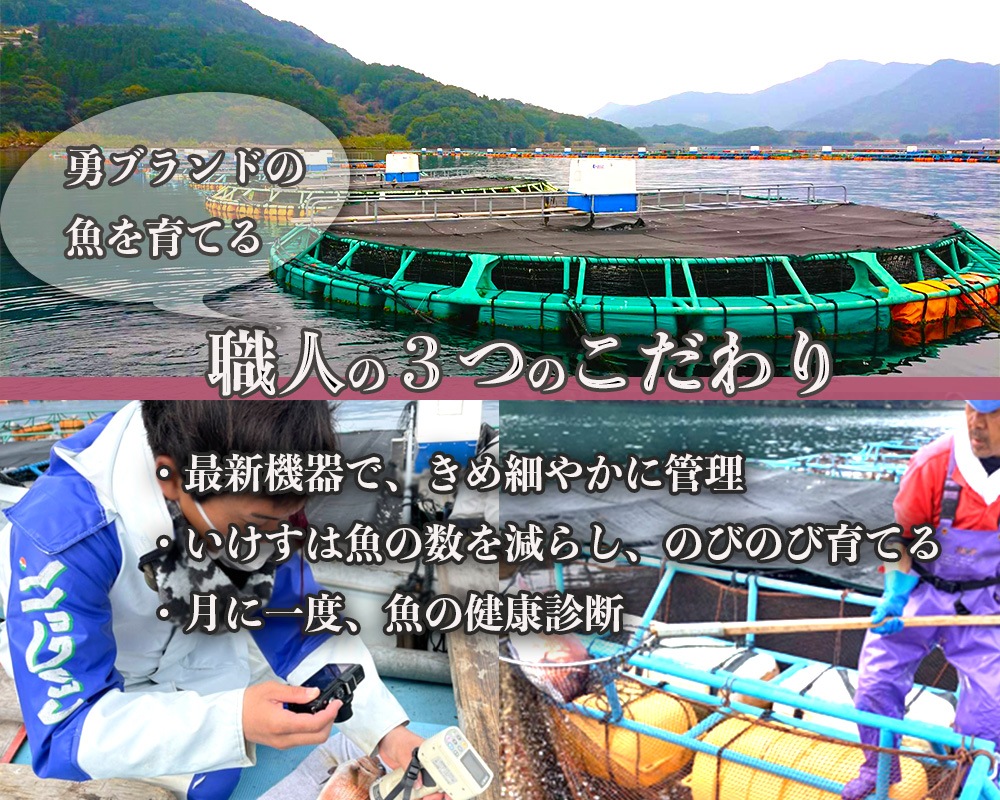 「勇しまあじ」500g【鹿児島の極上しまあじ】