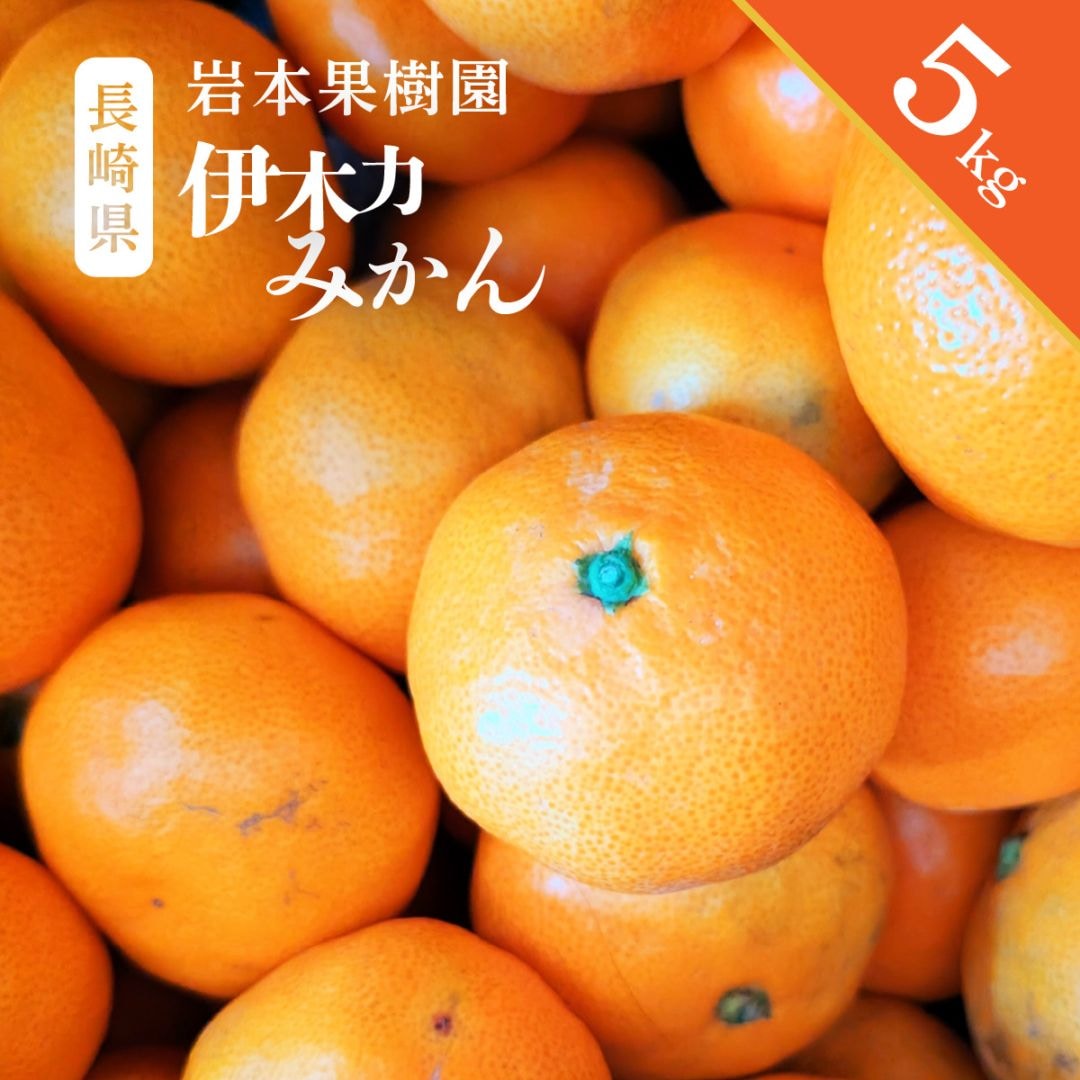 岩本果樹園 伊木力みかん