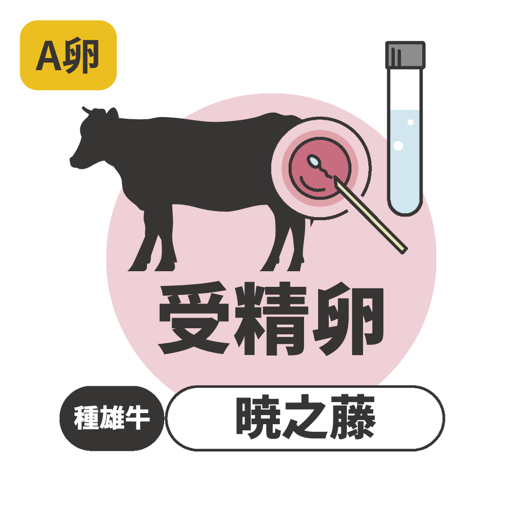 和牛受精卵 暁之藤 A卵(送料別)