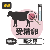 和牛受精卵　暁之藤　B卵（送料別）