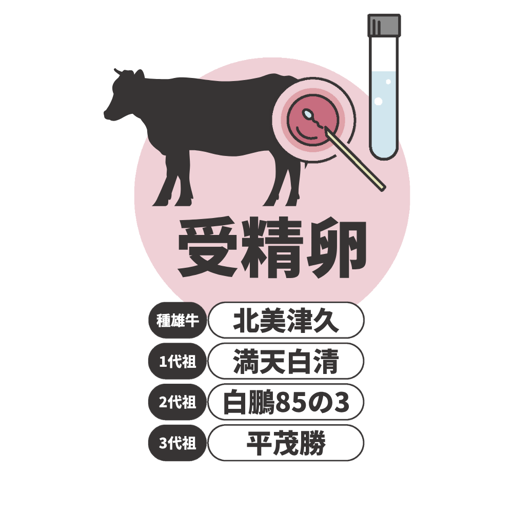 卵子学 採卵前の卵子のダイナミックな変化 ～加齢による影響