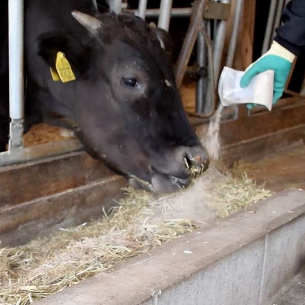 KANZOUKING【甘草+タバタの乳酸菌】10kg