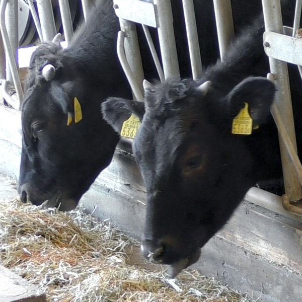 KANZOUKING BABY(ミルク用)【甘草+タバタの乳酸菌】10kg