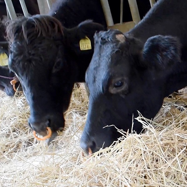 タバタの酵素【1kg×20袋梱包】箱