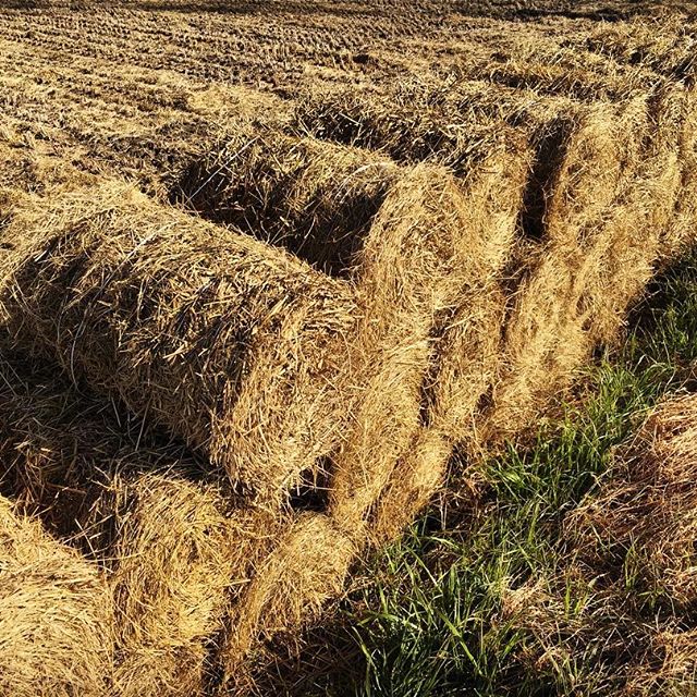 ベーラー用PPトワイン(2巻)