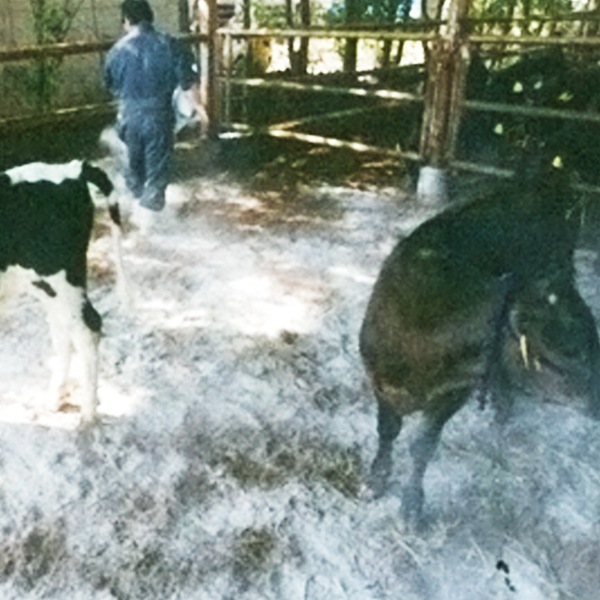 床カラっと12(20kg)