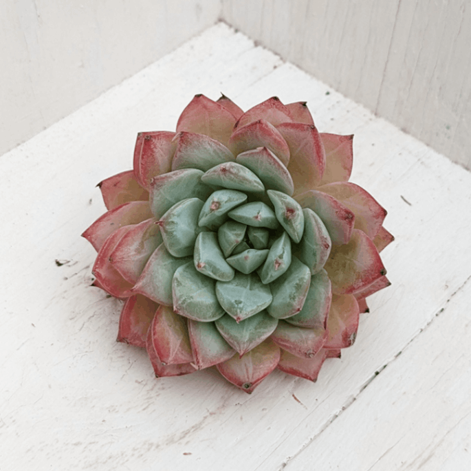 多肉植物 錦 富士 抜き苗 #1 799 多肉植物 錦 富士 抜き苗 #1 799