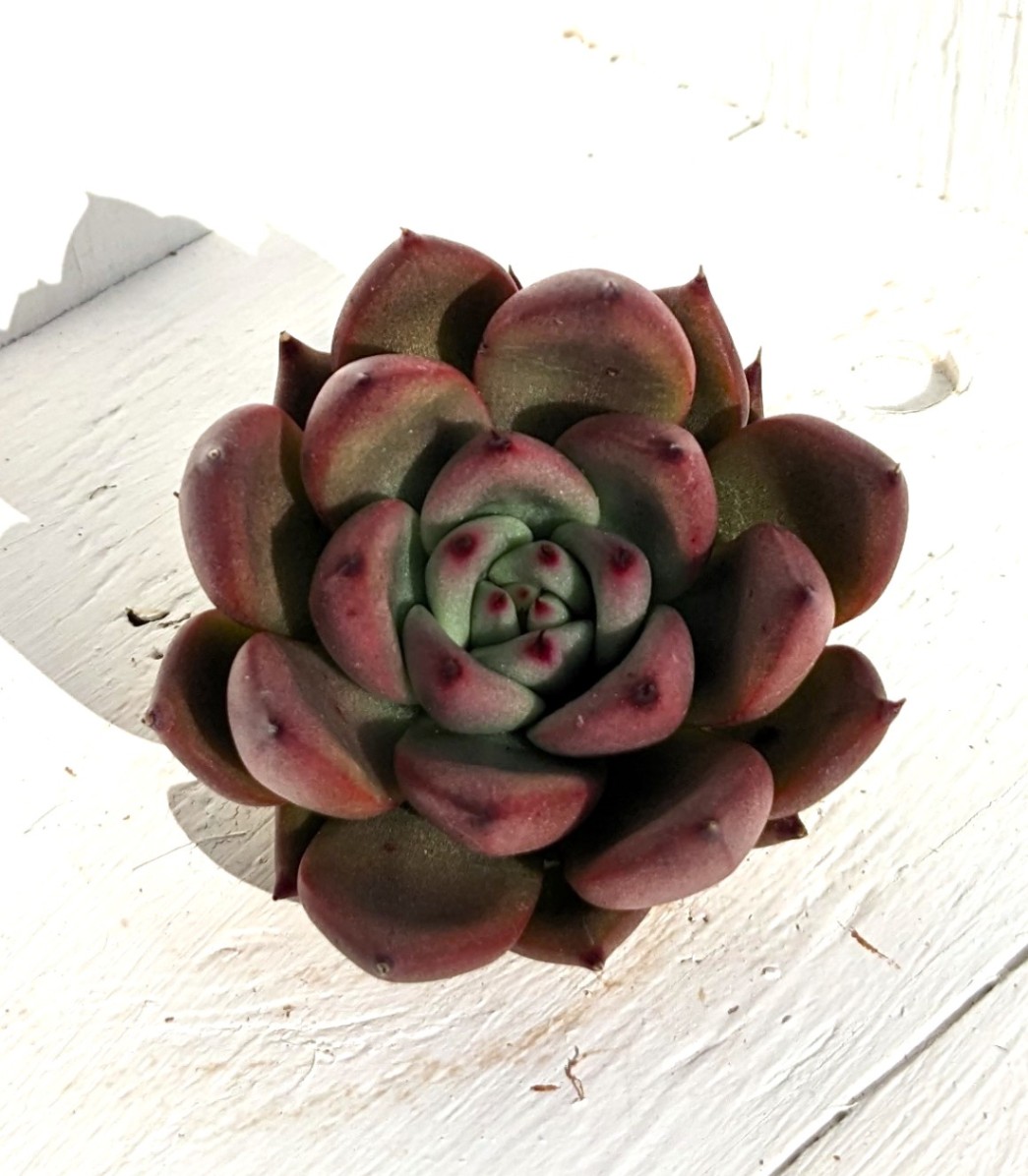 多肉植物アエオニウム錦❤️ 花月夜❤ 状態図