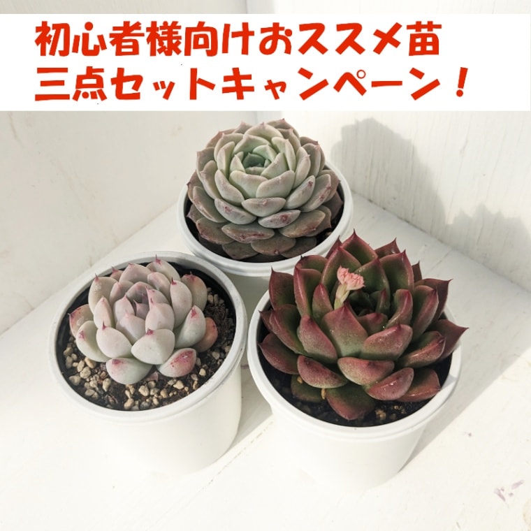 多肉植物 抜き苗 ヒアリナサントドミンゴxチワワエンシス(錦) しょうもなく