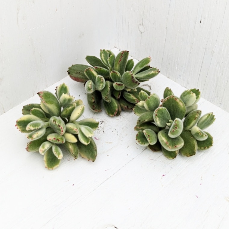 その他 | 多肉植物の専門通販サイト｜実のりえん