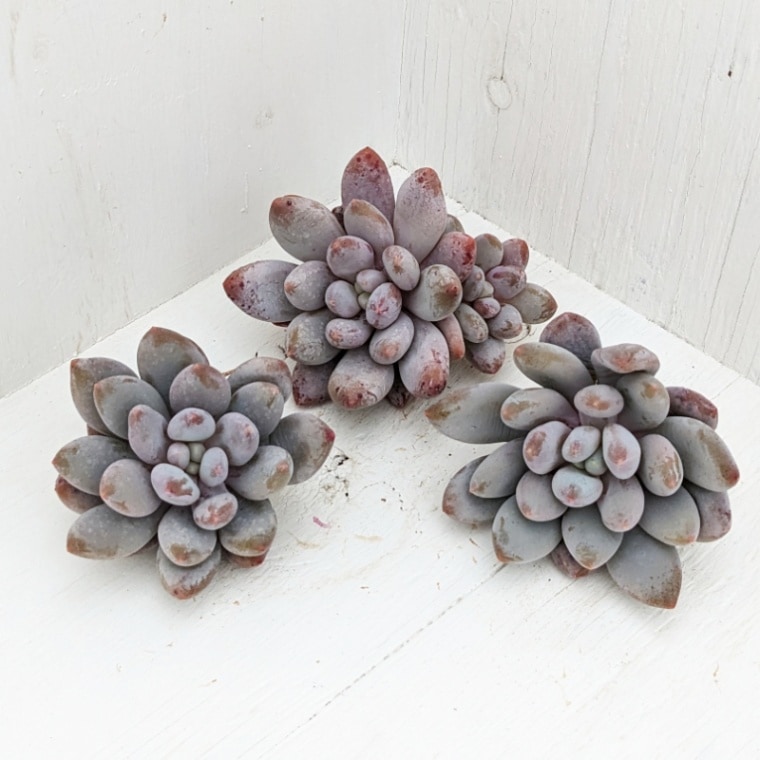 その他 | 多肉植物の専門通販サイト｜実のりえん