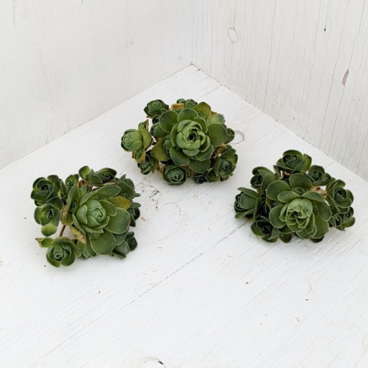 アエオニウム | 多肉植物の専門通販サイト｜実のりえん