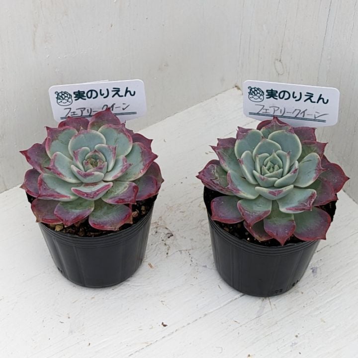 フェアリークイーン | エケベリア | 多肉植物の専門通販サイト｜実のりえん