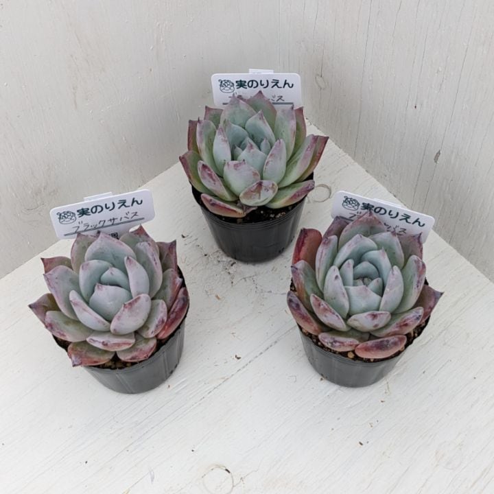 ブラックサバス◎多肉植物 カット苗 韓国苗 エケベリア等 韓国苗 ブラックサバス 多肉植物の通販 by cochi's shop｜ラクマ