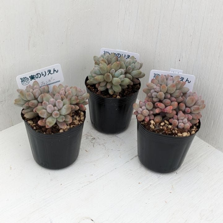 ベビーフィンガー | すべての商品 | 多肉植物の専門通販サイト｜実のりえん