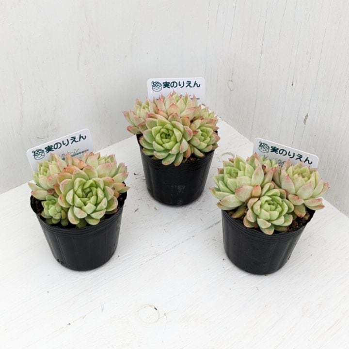 レッドクイーン | エケベリア | 多肉植物の専門通販サイト｜実のりえん