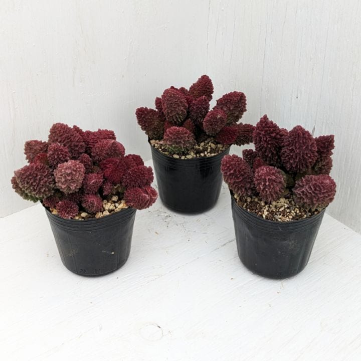 その他 | 多肉植物の専門通販サイト｜実のりえん