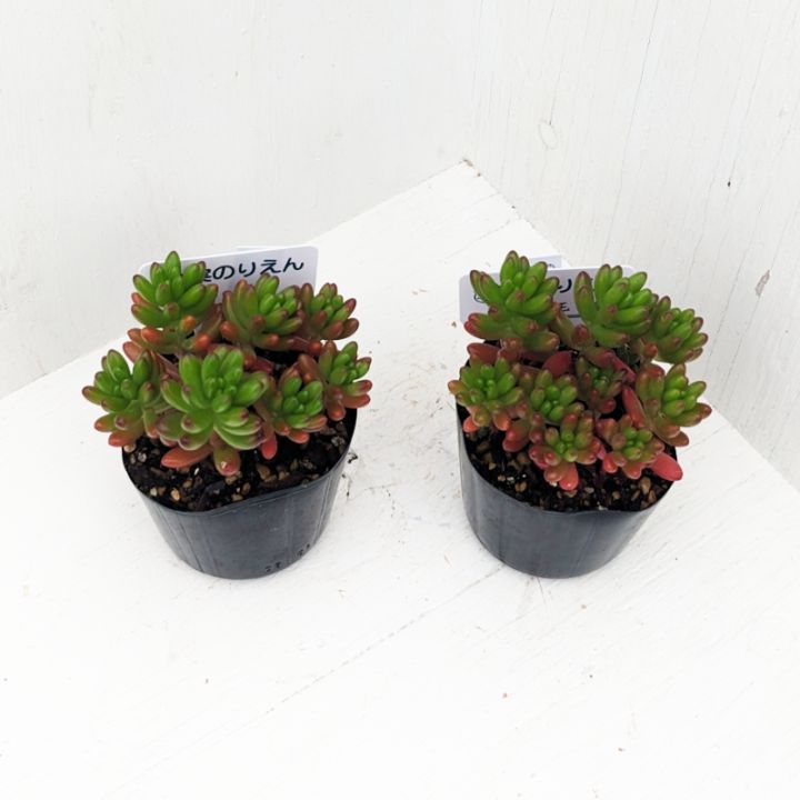 セダム | 多肉植物の専門通販サイト｜実のりえん