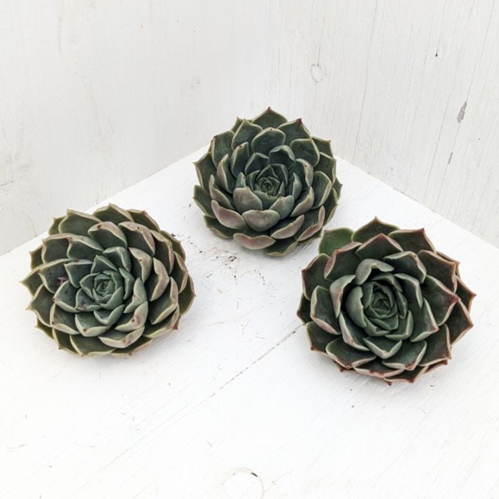 22株 Q80-3 多肉植物 エケベリア 粉月影 超美苗 サボテン 観葉