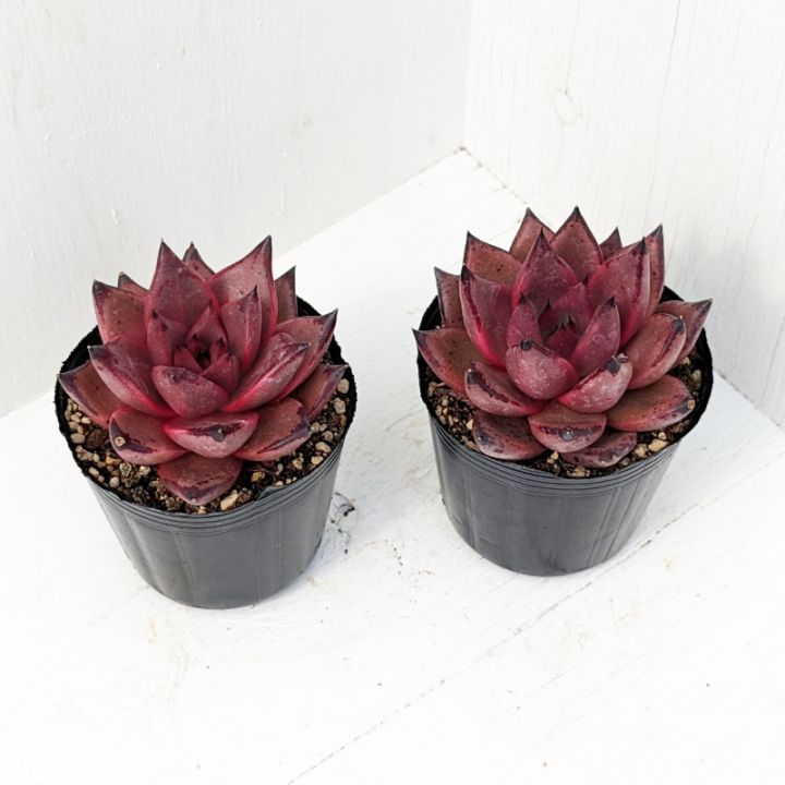 ブラッドロメオ | エケベリア | 多肉植物の専門通販サイト｜実のりえん