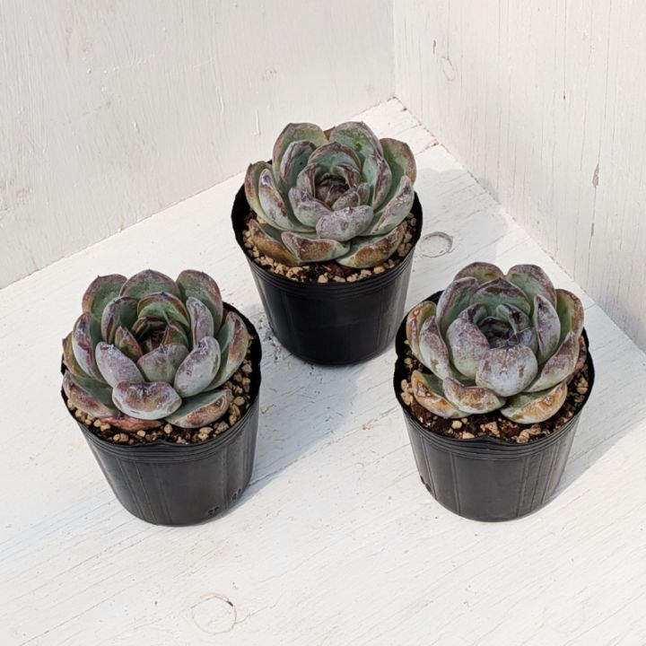 エケベリア・セダム mamirin 楽天市場】多肉植物 hmエケベリア Fo48サンタマリアメキシカ