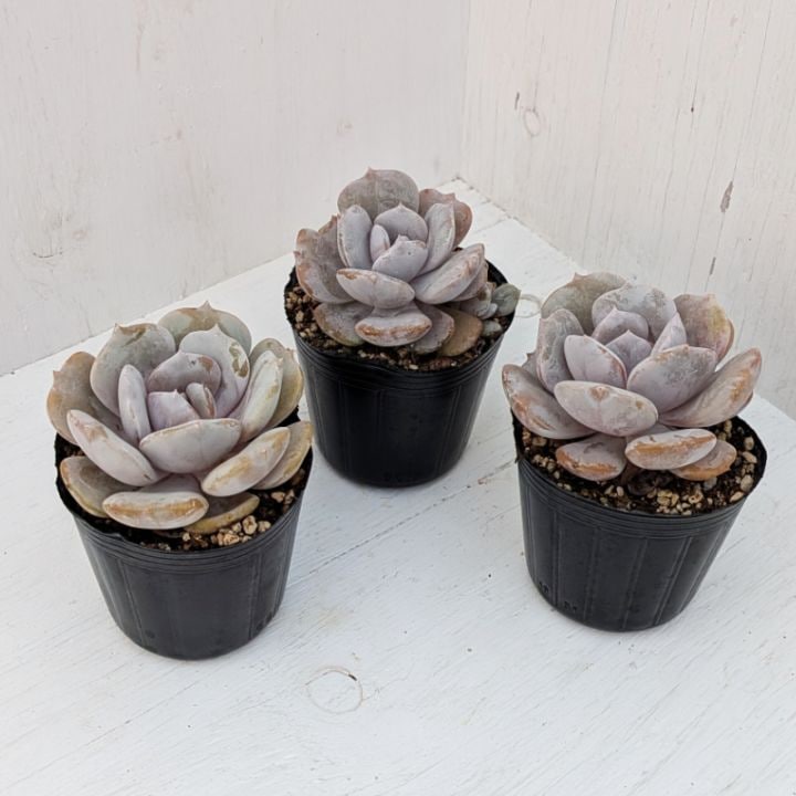 エケベリア・セダム mamirin 楽天市場】多肉植物 hmエケベリア Fo48サンタマリアメキシカ