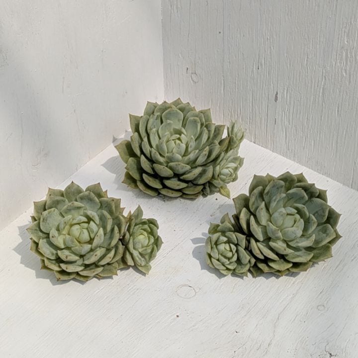 ♥️04 札落ち エケベリアSP／多肉植物 flower-net_z220427101