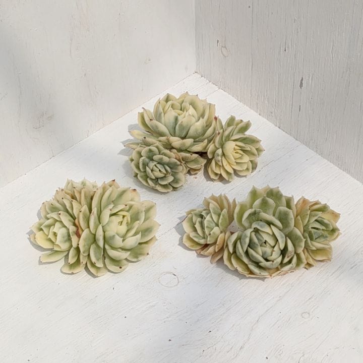 No.527 ❁エリークイーン❁ カット苗 多肉植物 寄せ植え エリークイーン エケベリア カット苗 | 多肉植物カット苗の通販