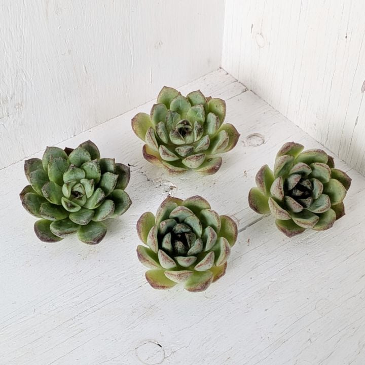 エレン カット苗 グラプトベリア 多肉植物 エレン カット苗 グラプトベリア 多肉植物 19。多肉植物 フリルレイン