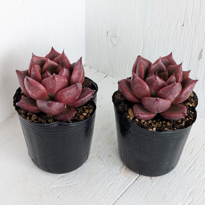 ピーチプリデ | エケベリア | 多肉植物の専門通販サイト｜実のりえん